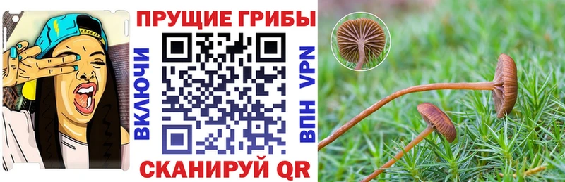 где купить наркоту  Каменск-Уральский  Галлюциногенные грибы мицелий 